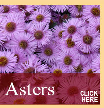 Quarry Nurseries Autumn