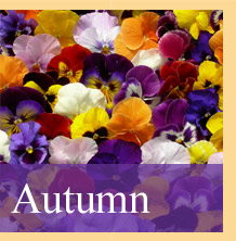 Quarry Nurseries Autumn