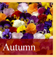 Quarry Nurseries Autumn