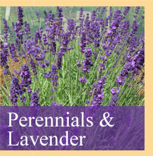 Quarry Nurseries Perenials Lavender