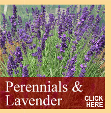 Quarry Nurseries Perenials Lavender