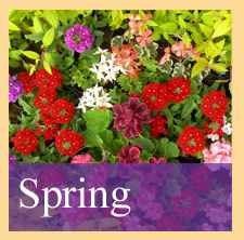 Quarry Nurseries Spring