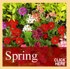 Quarry Nurseries Spring